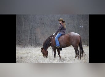 Quarter horse américain, Jument, 10 Ans, 152 cm, Rouan Rouge
