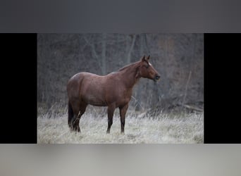 Quarter horse américain, Jument, 10 Ans, 152 cm, Rouan Rouge