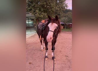 Quarter horse américain, Jument, 10 Ans, 154 cm, Alezan brûlé