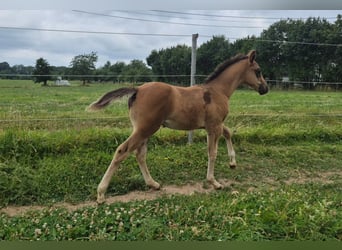 Quarter horse américain, Jument, 10 Ans, 154 cm, Bai