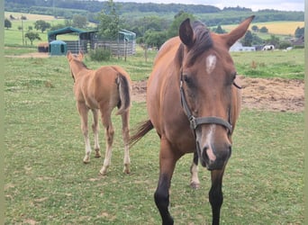 Quarter horse américain, Jument, 10 Ans, 154 cm, Bai