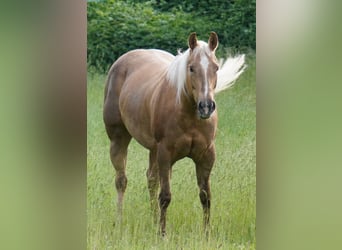 Quarter horse américain, Jument, 10 Ans, 154 cm, Palomino