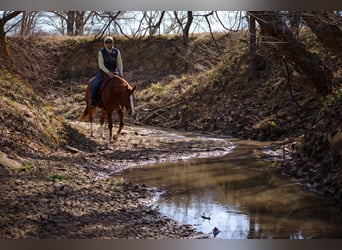 Quarter horse américain, Jument, 10 Ans, 155 cm, Alezan cuivré