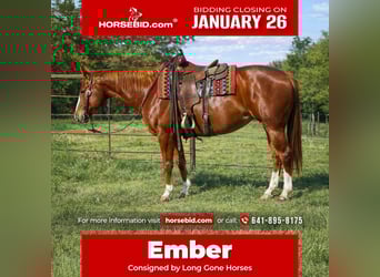 Quarter horse américain, Jument, 10 Ans, 155 cm, Alezan cuivré