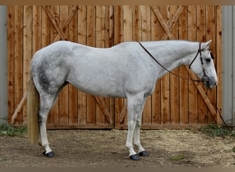 Quarter horse américain, Jument, 10 Ans, 155 cm, Gris pommelé