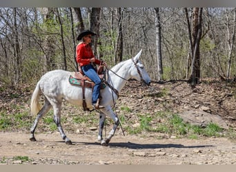 Quarter horse américain, Jument, 10 Ans, 155 cm, Gris