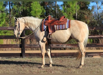 Quarter horse américain, Jument, 10 Ans, 155 cm, Palomino