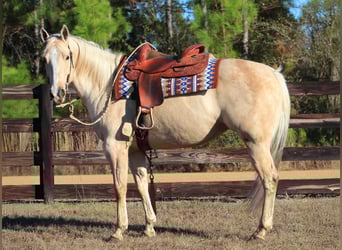 Quarter horse américain, Jument, 10 Ans, 155 cm, Palomino