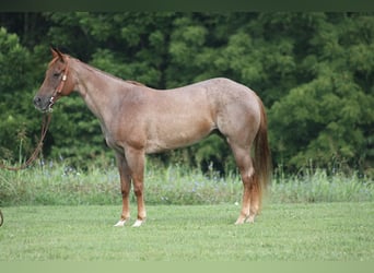 Quarter horse américain, Jument, 10 Ans, 155 cm, Rouan Rouge