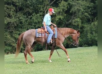 Quarter horse américain, Jument, 10 Ans, 155 cm, Rouan Rouge