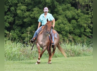 Quarter horse américain, Jument, 10 Ans, 155 cm, Rouan Rouge
