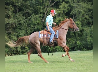 Quarter horse américain, Jument, 10 Ans, 155 cm, Rouan Rouge