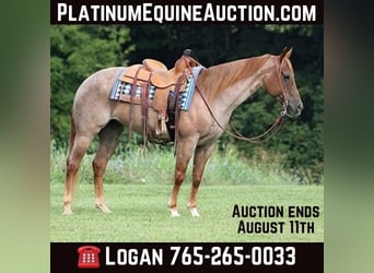 Quarter horse américain, Jument, 10 Ans, 155 cm, Rouan Rouge