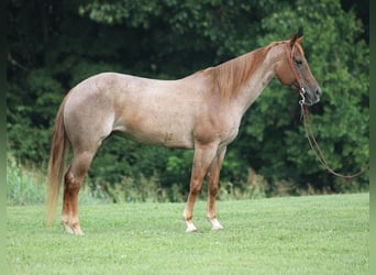 Quarter horse américain, Jument, 10 Ans, 155 cm, Rouan Rouge