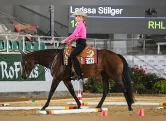 Quarter horse américain, Jument, 10 Ans, 156 cm, Bai brun foncé