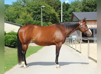 Quarter horse américain, Jument, 10 Ans, 158 cm, Bai