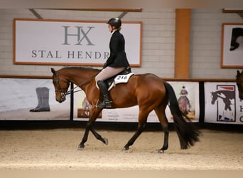 Quarter horse américain, Jument, 10 Ans, 160 cm, Bai