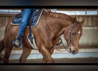 Quarter horse américain, Jument, 10 Ans, 161 cm, Alezan Quarter horse américain, Jument, 10 Ans, 161 cm, Alezan