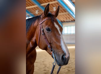 Quarter horse américain, Jument, 10 Ans, 162 cm, Bai