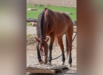 Quarter horse américain, Jument, 10 Ans, 162 cm, Bai