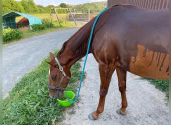 Quarter horse américain, Jument, 10 Ans, 163 cm, Alezan brûlé
