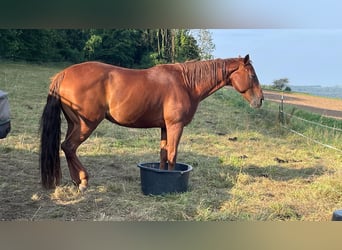 Quarter horse américain, Jument, 10 Ans, 163 cm, Alezan brûlé