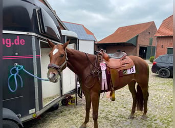 Quarter horse américain, Jument, 10 Ans, 163 cm, Alezan
