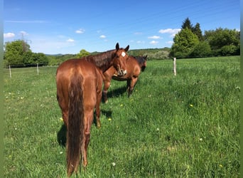 Quarter horse américain, Jument, 10 Ans, 163 cm, Alezan