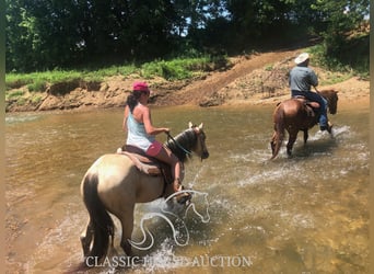 Quarter horse américain, Jument, 10 Ans, 163 cm, Buckskin