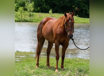 Quarter horse américain, Jument, 10 Ans, Alezan cuivré