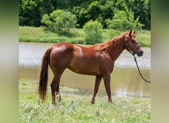 Quarter horse américain, Jument, 10 Ans, Alezan cuivré