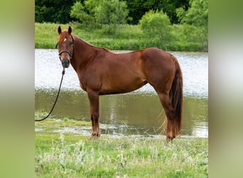 Quarter horse américain, Jument, 10 Ans, Alezan cuivré