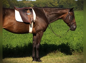 Quarter horse américain, Jument, 10 Ans, Bai cerise