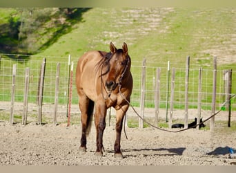 Quarter horse américain, Jument, 10 Ans, Isabelle