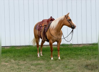 Quarter horse américain, Jument, 10 Ans, Palomino