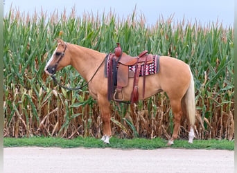 Quarter horse américain, Jument, 10 Ans, Palomino