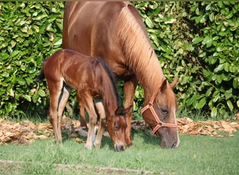 Quarter horse américain, Jument, 11 Ans, 145 cm, Alezan