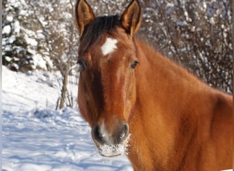Quarter horse américain Croisé, Jument, 11 Ans, 145 cm, Bai