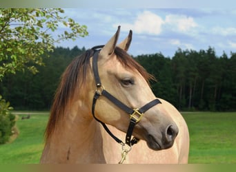 Quarter horse américain Croisé, Jument, 11 Ans, 146 cm, Buckskin