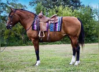 Quarter horse américain, Jument, 11 Ans, 147 cm, Bai cerise