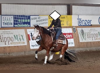 Quarter horse américain, Jument, 11 Ans, 147 cm, Bai
