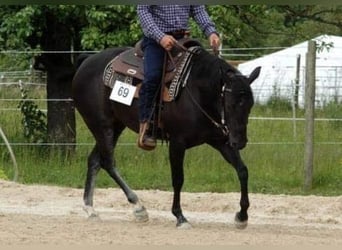 Quarter horse américain, Jument, 11 Ans, 147 cm, Noir