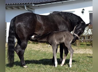 Quarter horse américain, Jument, 11 Ans, 147 cm, Noir