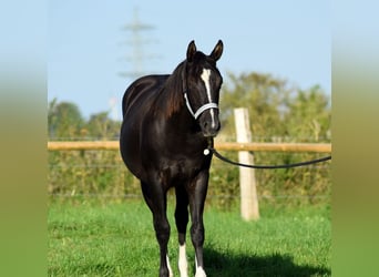Quarter horse américain, Jument, 11 Ans, 147 cm, Noir