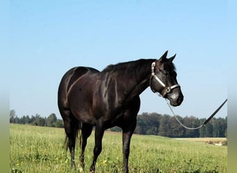 Quarter horse américain, Jument, 11 Ans, 147 cm, Noir