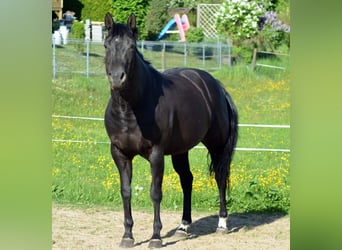 Quarter horse américain, Jument, 11 Ans, 147 cm, Noir