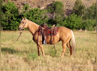 Quarter horse américain, Jument, 11 Ans, 147 cm, Palomino