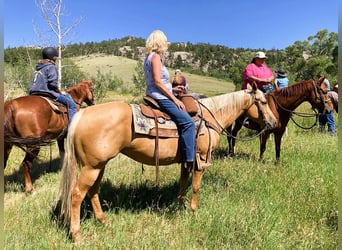 Quarter horse américain, Jument, 11 Ans, 147 cm, Palomino