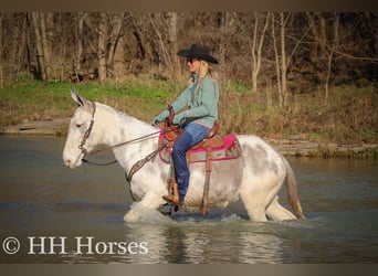 Quarter horse américain, Jument, 11 Ans, 147 cm, Rouan Bleu