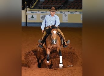 Quarter horse américain, Jument, 11 Ans, 148 cm, Buckskin